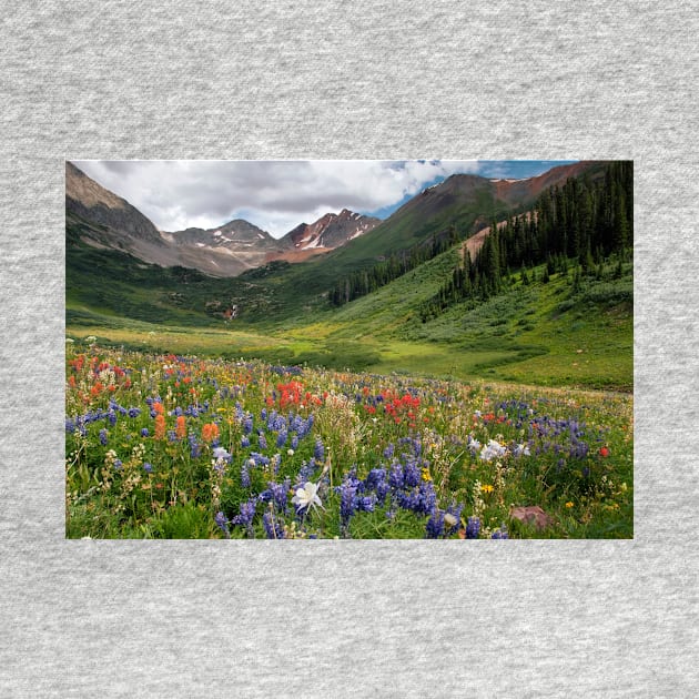 Alpine flowers in Rustler's Gulch, USA (C006/5999) by SciencePhoto